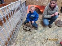 turtle